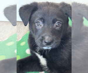 Labrador Retriever-Unknown Mix Dogs for adoption in San Diego, CA, USA