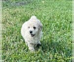 Puppy Cutie Pie 6 Bichpoo