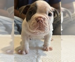 Small Photo #2 American Bully Puppy For Sale in COLLEGE PARK, MD, USA