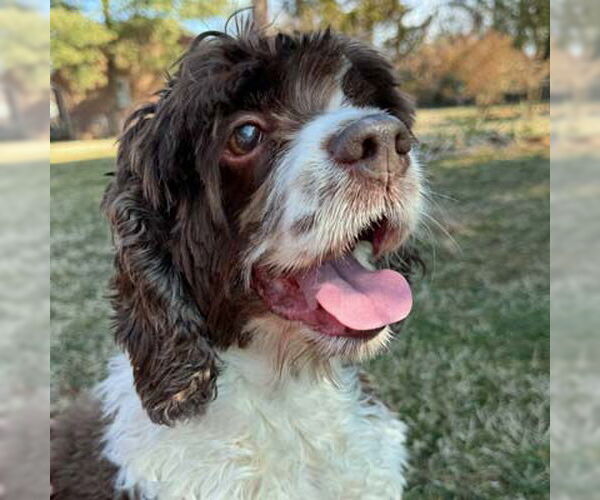 Medium Photo #21 Cocker Spaniel Puppy For Sale in Arlington, VA, USA