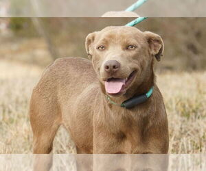 Unknown-Weimaraner Mix Dogs for adoption in Columbus, IN, USA