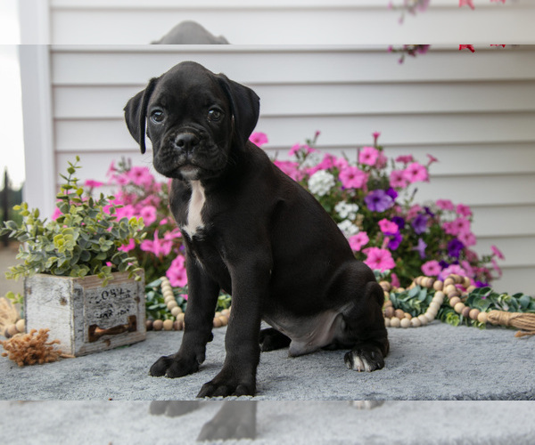 Medium Photo #1 Boxer Puppy For Sale in GRABILL, IN, USA