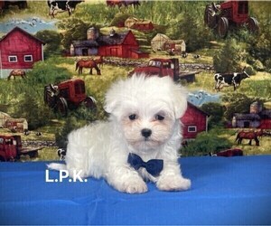 Maltese Puppy for sale in WINNSBORO, LA, USA