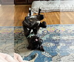Small #3 Boxer