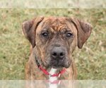 Small Photo #2 Mastiff-Unknown Mix Puppy For Sale in Stafford, VA, USA