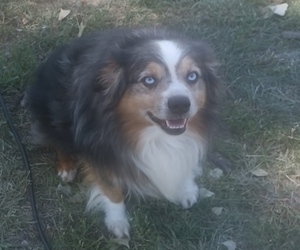 Father of the Miniature Australian Shepherd puppies born on 04/15/2026