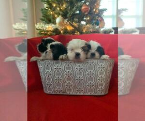 Shih Tzu Puppy for sale in SMITHVILLE, TX, USA