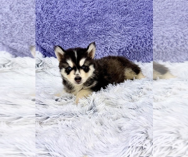 Medium Photo #8 Siberian Husky Puppy For Sale in SANDY HOOK, KY, USA