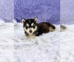 Small #7 Siberian Husky