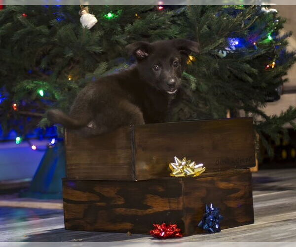 Medium Photo #3 Shepradors Puppy For Sale in Princeton, MN, USA