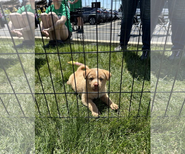 Medium Photo #3 Chihuahua-Unknown Mix Puppy For Sale in Plainfield, IL, USA