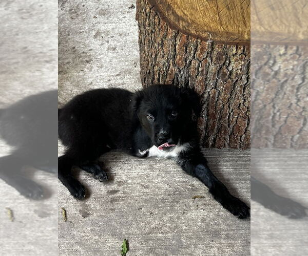 Medium Photo #1 Mutt Puppy For Sale in Brewster, NY, USA