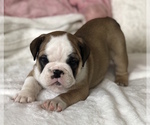 Small Photo #13 English Bulldog Puppy For Sale in CHARLESTON, SC, USA