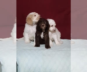 Sheepadoodle Puppy for sale in HARTSVILLE, SC, USA