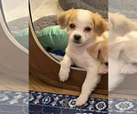 Small #2 Beagle Mix