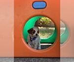 Small #10 Cavapoo