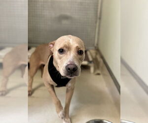 Pointer Dogs for adoption in Sanford, FL, USA