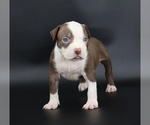 Small Photo #1 American Bully Puppy For Sale in CHAMPAIGN, IL, USA