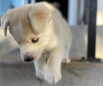 Small Photo #6 Labrador Retriever-Siberian Husky Mix Puppy For Sale in OXNARD, CA, USA