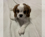Puppy Jake Cavalier King Charles Spaniel