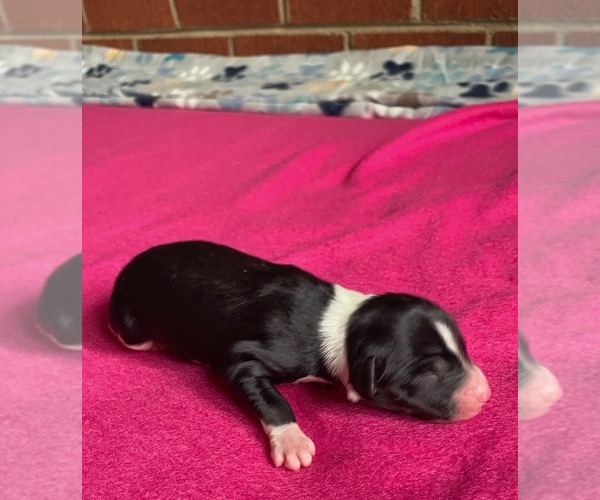 Medium Photo #1 Border Collie-Papillon Mix Puppy For Sale in CULPEPER, VA, USA