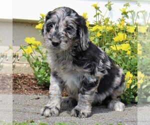 Goldendoodle Puppy for sale in LANCASTER, PA, USA