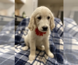English Cream Golden Retriever Puppy for sale in SACRAMENTO, CA, USA