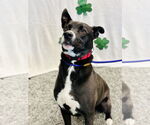 Small #6 Border Collie Mix