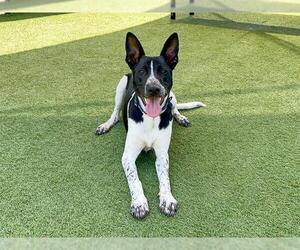 Australian Kelpie-Unknown Mix Dogs for adoption in Orange, CA, USA