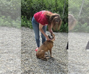 Staffordshire Bull Terrier-Unknown Mix Dogs for adoption in Caldwell, NJ, USA