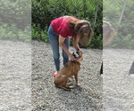 Magnolia - Female Staffordshire Bull Terrier-Unknown Mix Dog for Adoption - Small photo