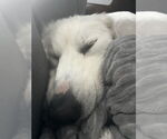 Small #3 Great Pyrenees