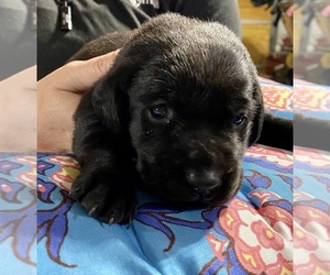Labrador Retriever Puppy for sale in GRAETTINGER, IA, USA