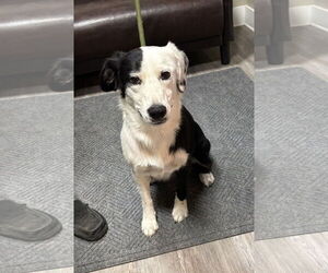 Mutt Dogs for adoption in Emmett, ID, USA