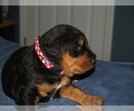 Puppy Remington Airedale Terrier