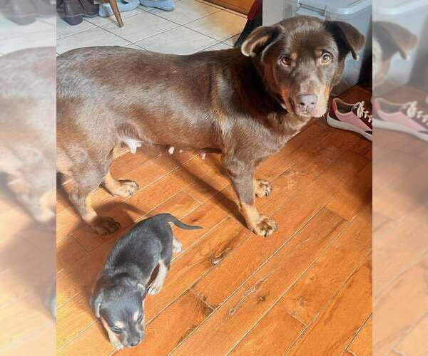 Medium Photo #3 Labrador Retriever-Unknown Mix Puppy For Sale in Holly Springs, NC, USA