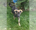 Small #1 Australian Shepherd Mix
