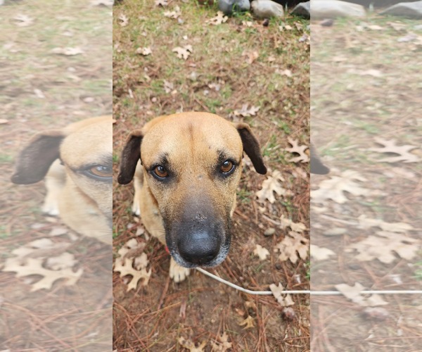 Medium Photo #2 Black Mouth Cur-Unknown Mix Puppy For Sale in New London, WI, USA