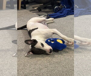 Bessie - Female American Pit Bull Terrier-Staffordshire Bull Terrier Mix Dog for Adoption - Photo #2