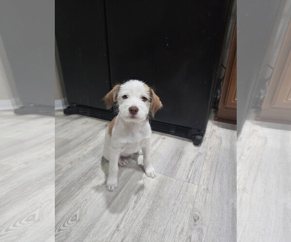 Medium Photo #5 Mutt Puppy For Sale in Rosenberg, TX, USA