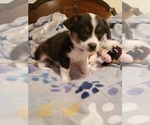 Small Photo #6 Aussie-Corgi Puppy For Sale in BRIGGSDALE, CO, USA