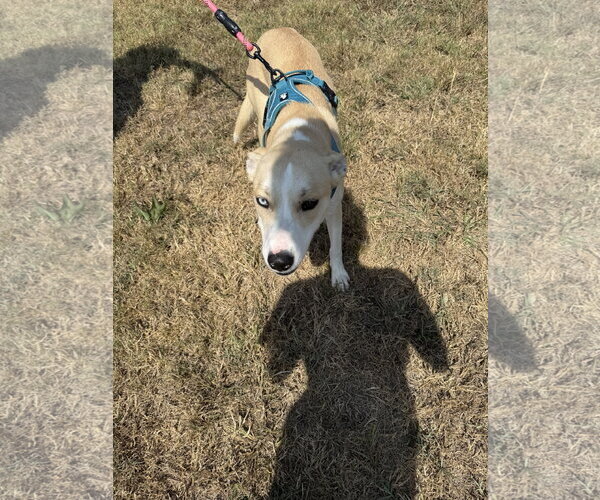 Medium Photo #5 Akita-Siberian Husky Mix Puppy For Sale in Corning, AR, USA