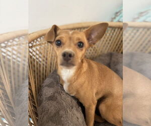 Chihuahua-Unknown Mix Dogs for adoption in Bellevue, WA, USA