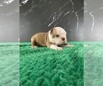 Small #21 Boston Terrier
