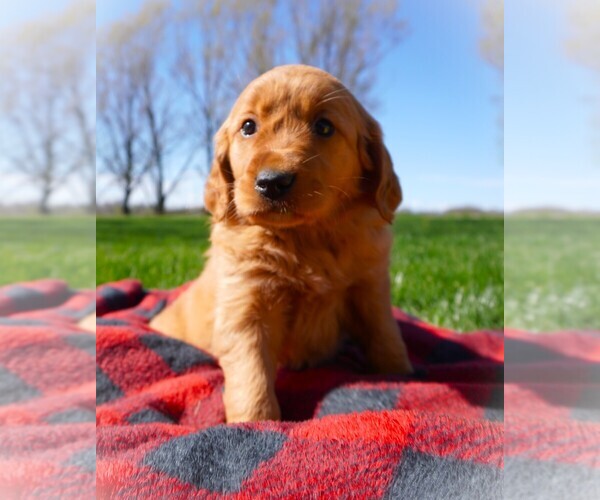 Medium Photo #2 Golden Retriever Puppy For Sale in LUBLIN, WI, USA
