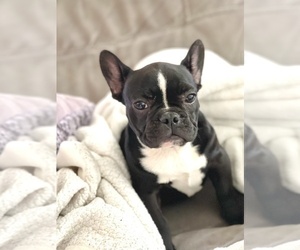 French Bulldog Puppy for sale in DETROIT, MI, USA