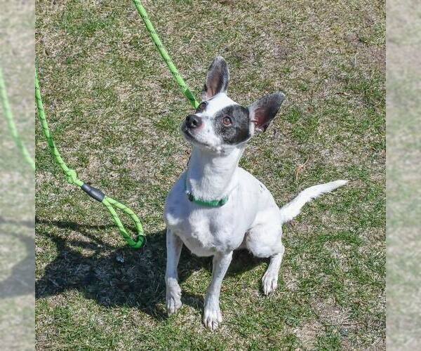 Medium Photo #15 Rat Terrier-Unknown Mix Puppy For Sale in Oak Bluffs, MA, USA