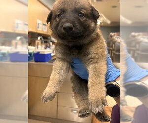 German Shepherd Dog Dogs for adoption in Riverside, CA, USA