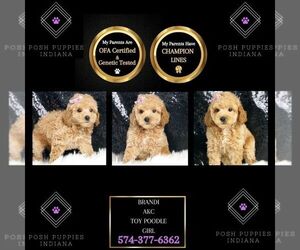 Poodle (Toy) Puppy for sale in WARSAW, IN, USA