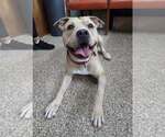 Small #2 American Pit Bull Terrier Mix